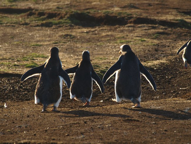 ../../Pictures/241209/135 Gentoo.JPG